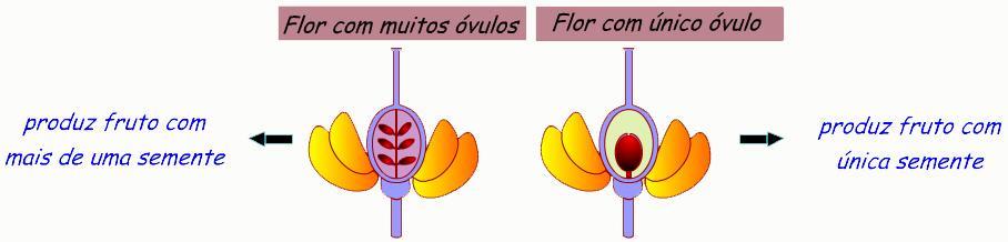 Organologia Vegetal 2) Órgãos da planta Flor: Órgão da planta responsável