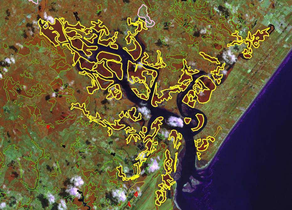 Área de ocorrência de mangue (delimitado em amarelo) na Baía do Babitonga, em Santa