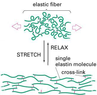 Constituídas por uma glicoproteína, a elastina material amorfo interno - e microfibrilas glicoproteínas como a fibrilina, que formam uma