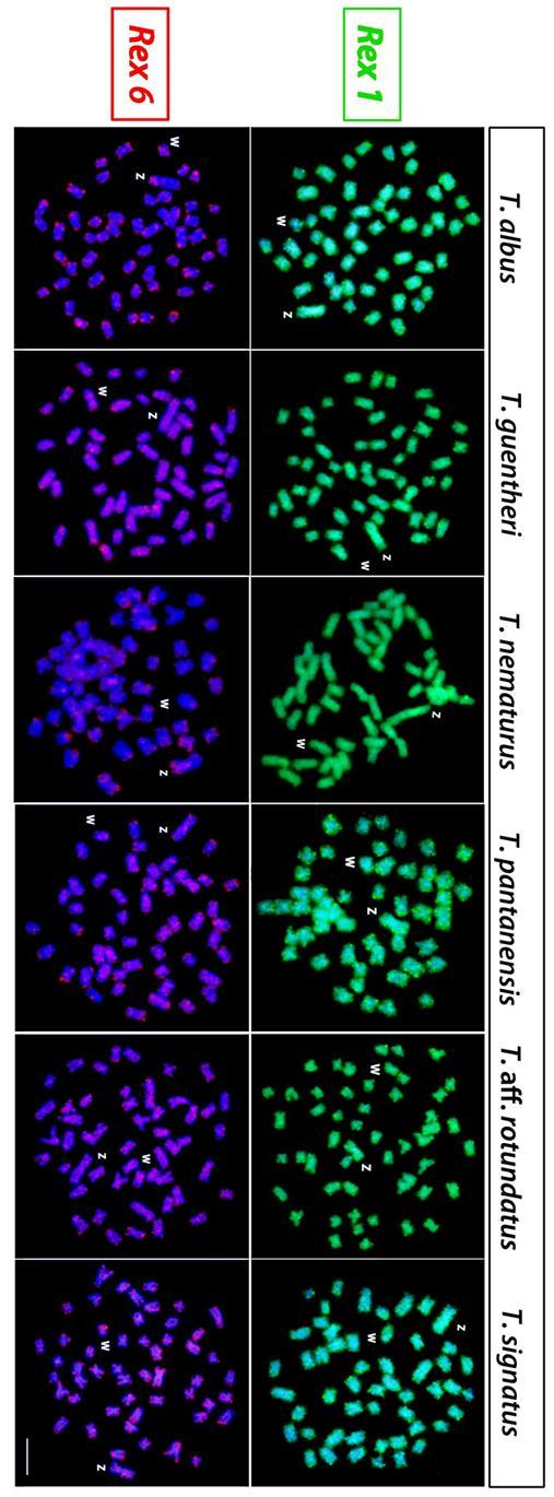 Supplementary Metaphase plaes of all Triportheus species analyzed