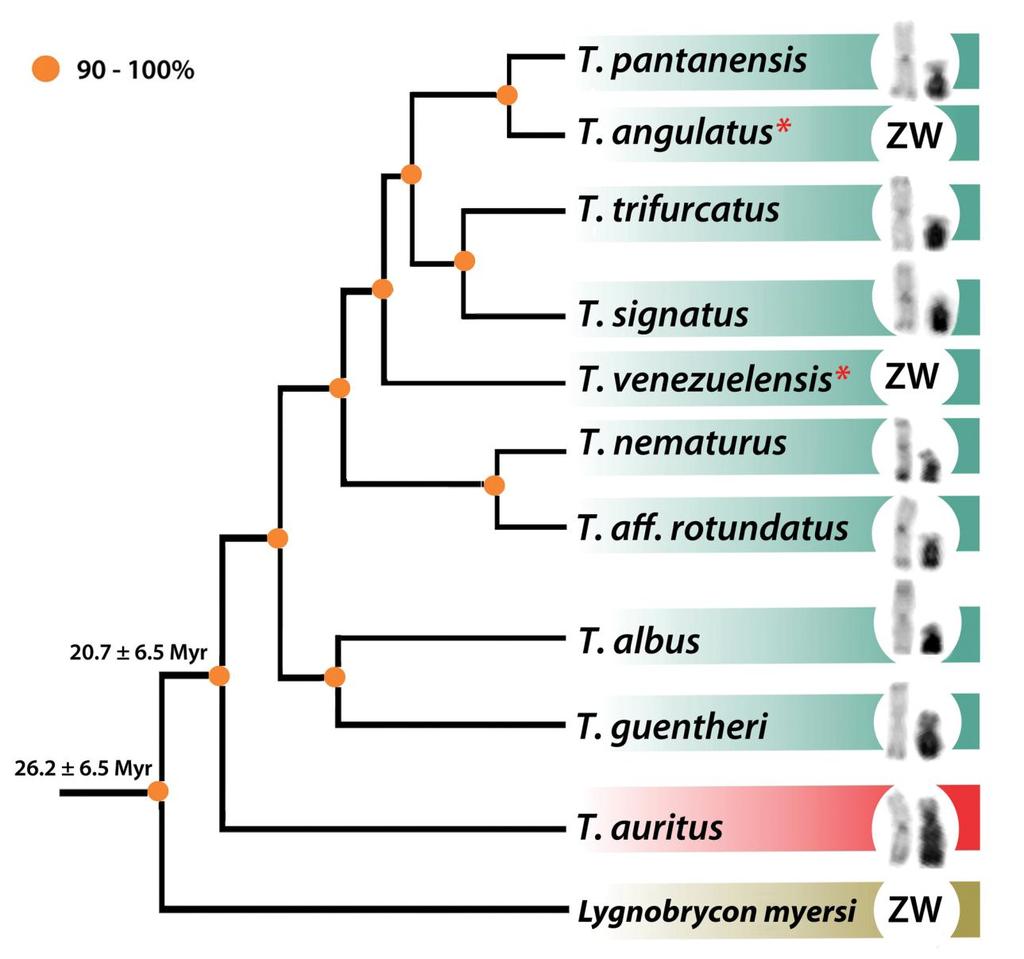 Figure. Adapted phylogenetic tree for the Triportheus genus, based on the phylogenetic data generated by Mariguela et al.