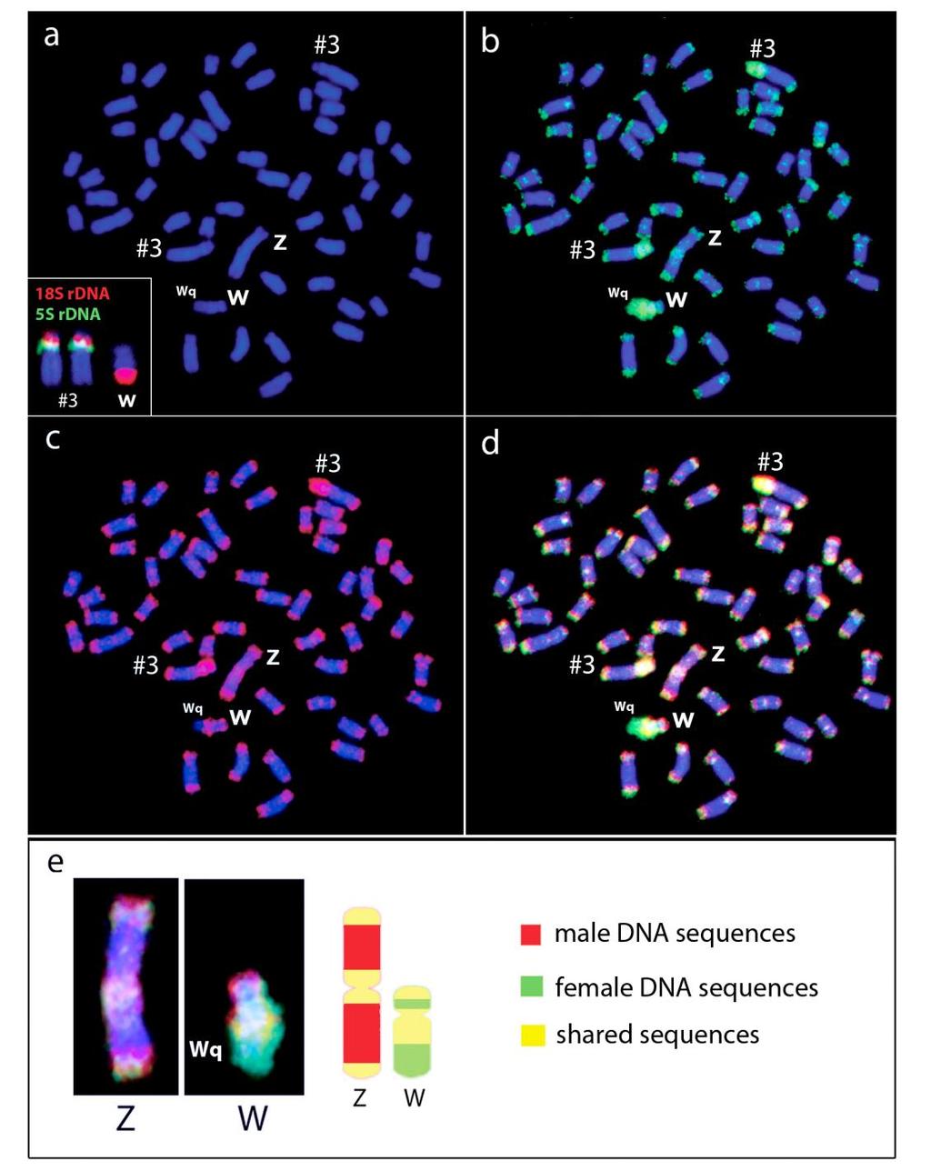 Figure. CGH on female metaphase of T. signatus, with emphasis on the Z and W chromosomes.