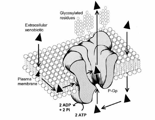 Glicoproteína P P-glycoprotein (P-gp) function.