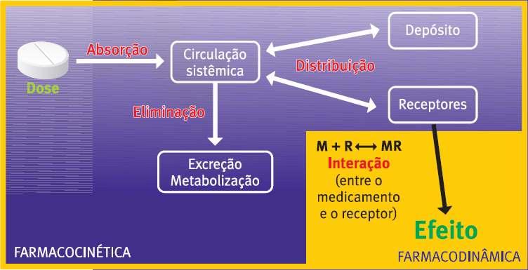 VARIABILIDADE Farmacocinética e Farmacodinâmica Os efeitos farmacológicos de um medicamento dependem da dose administrada e de processos farmacocinéticos (que determinam a relação entre a dose e a