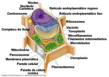 Célula Vegetal e seu