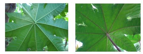 Figura 7 Cor das folhas jovens: Verde (2-EBDA 41); Bronze (6-EBDA 38); Vermelha (11-EBDA 11) f) Pigmentação das nervuras Dentre as 12 cultivares de