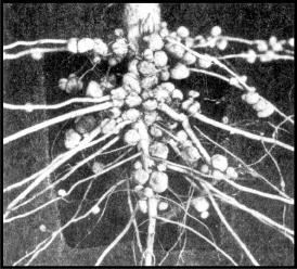 Cianobactérias e certas bactérias, como as Rhizobium, que vivem nas raízes das leguminosas (mutualismo), conseguem utilizar o nitrogênio atmosférico e transformar