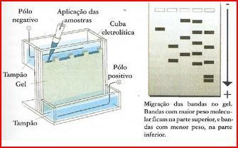 eletroforese em gel de