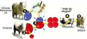 » A ovelha Dolly só nasceu depois de 276 tentativas que fracassaram. A equipe retirou uma célula embrionária normal de uma ovelha e removeu seu núcleo.