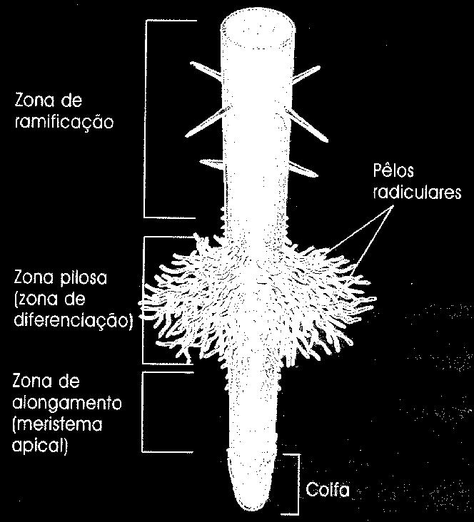 sais minerais