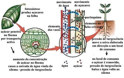 CONDUÇÃO DA SEIVA BRUTA Teoria da