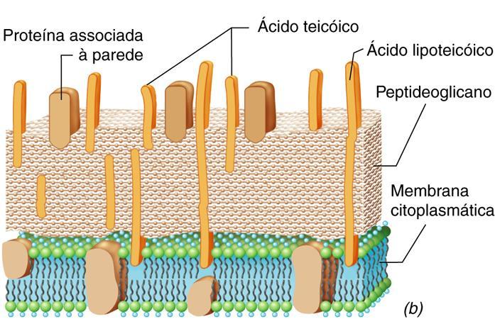 Parede celular bacteriana (Gram