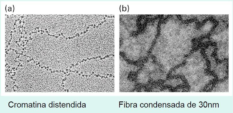 Fibra de 11 nm Colar de contas Fibra de 30 nm solenóide No núcleo celular o DNA se encontra na configuração de 30 nm.