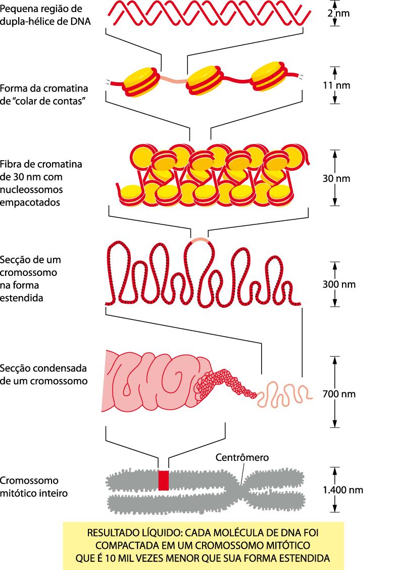 Graus de compactação da Cromatina O solenóide é organizado por