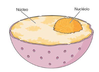 O nucléolo apresenta uma parte fibrilar e uma