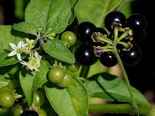 Medicinal: ação diurética e auxiliar contra infecções e problemas no fígado. Propriedades: alto valor nutricional. Quantidade expressiva de beta-caroteno e ferro.