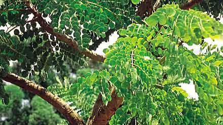 Família: Leguminosae BARBATIMÃO Nome científico: Stryphnodendron obovatum