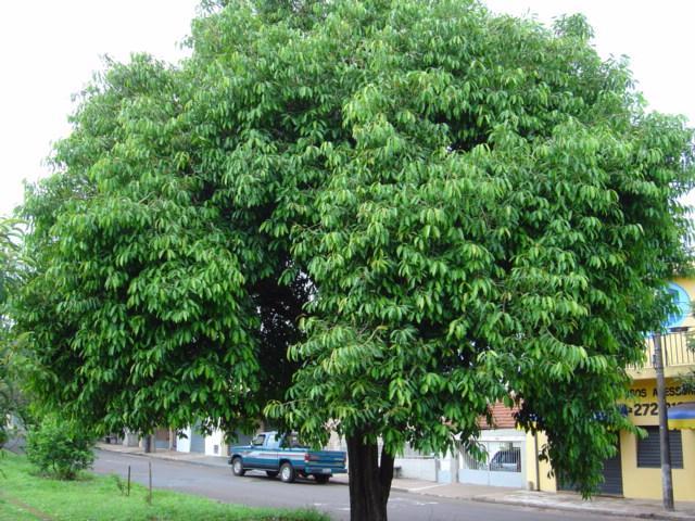 JAMBOLÃO Nome científico: Syzygium cumini L Família: Myrtaceae Parte utilizada: folhas, frutos, flores e casca Princípios ativos: