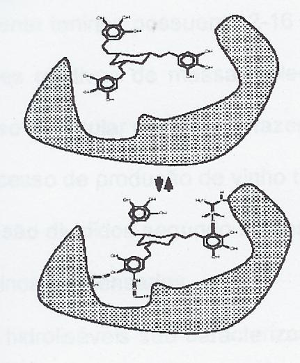 Taninos Ligação Taninos-Proteínas