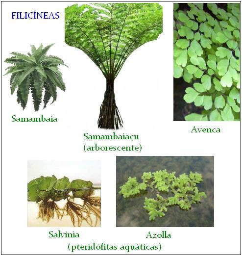 O corpo das filicíneas diferencia-se em raiz, caule e folhas. O caule é muitas vezes subterrâneo, mas as filicíneas podem ser plantas trepadoras ou aquáticas.