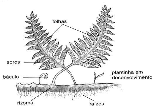 18 - (EFOA MG/2000) A figura abaixo ilustra três espécies (I, II e III) de um mesmo grupo taxonômico de plantas, conhecido como "traqueófitas", que se destaca pela sua importância filogenética e
