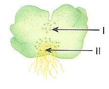 d) Báculos e presença de raízes no rizoma. e) Folhas lobadas e folhas novas enroladas sob a forma de um báculo. 20 - (UNICAMP) Em um brejo, encontrou-se grande quantidade de briófitas e pteridófitas.