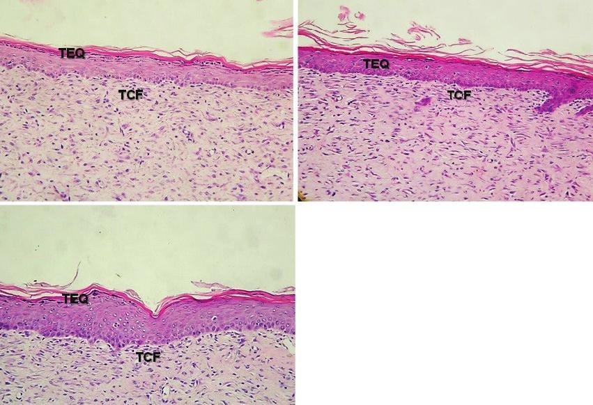 ACTA SCIENTIA BIOLOGICA identificar dentre as substâncias químicas separadas aquelas que possuam propriedades químicas que auxiliam no processo de cicatrização.