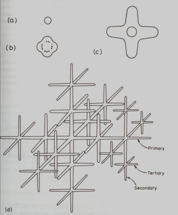 dendritico