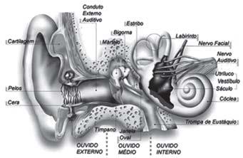 Fisiologia Básica AUDIÇÃO: OUVIDO OU ORELHA? Para começar, vamos fazer algumas considerações anatômicas a respeito da orelha, ou seria do ouvido?