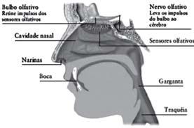 Fisiologia Básica OLFAÇÃO: NARIZ NÃO É SÓ PARA RESPIRAR Você deve ter visto a cavidade nasal em anatomia. Lembra-se da concha nasal superior?