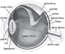 Sentidos Especiais VISÃO: DE OLHO NO OLHO Aula 3 Os órgãos sensoriais da visão são os olhos. Observe na Fig. 3.1 os principais componentes dos olhos.