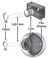 Fisiologia Básica Agora, perceba que o globo ocular divide-se em três câmaras: 1) anterior (em frente à Iris); 2) posterior (entre a íris e o cristalino); e 3) vítrea (atrás do cristalino).