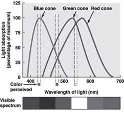 Sentidos Especiais A visão em cores é possível porque cada cone responde a uma faixa de comprimentos de onda.
