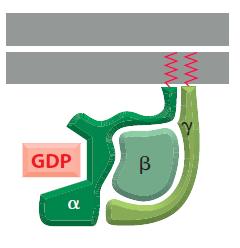 das proteínas G Proteína trimérica de