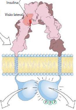 Receptores extracelulares Receptores