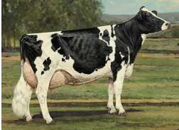melhorar a produção em longo prazo de suas vacas, aumentar o número de lactações produtivas, reduzir a taxa de reposição no rebanho, devido ao aumento da intensidade de seleção e do intervalo de