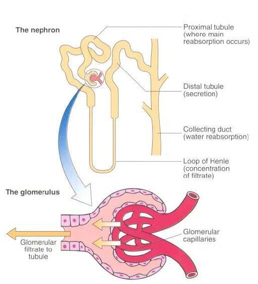 Doença Renal Crônica (DRC) = Insuficiência renal crônica é a perda lenta, progressiva e irreversível das funções