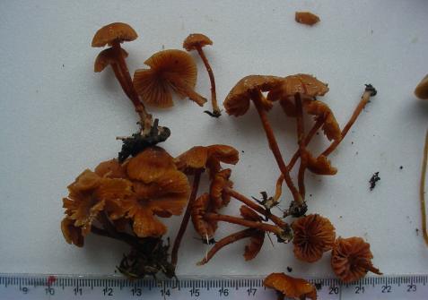 22 O gênero Laccaria Estes fungos são encontrados sob mata de
