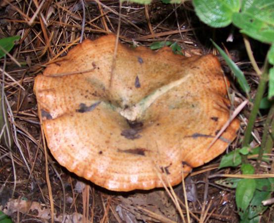 24 O gênero Lactarius Estes fungos são encontrados em solo de mata de Pinus, árvore com a qual tem relação micorrízica.
