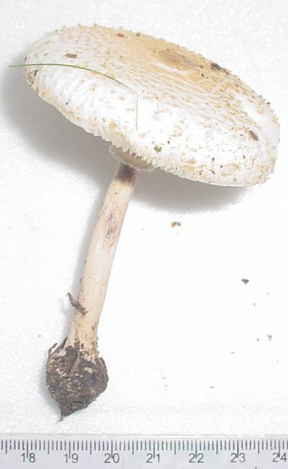 26 O gênero Macrolepiota Estes fungos são encontrados em solo de campos, apesar de uma espécie
