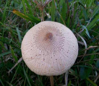 A esporada é branca e por isto facilmente separada de Chlorophyllum que tem esporada verde e é