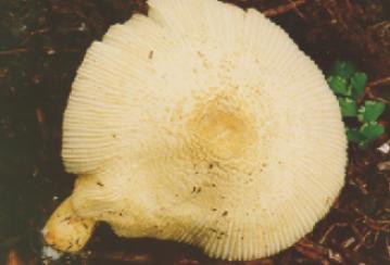 O gênero Leucocoprinus 29 Dentre os cogumelos estes são os mais frágeis e ao mesmo tempo