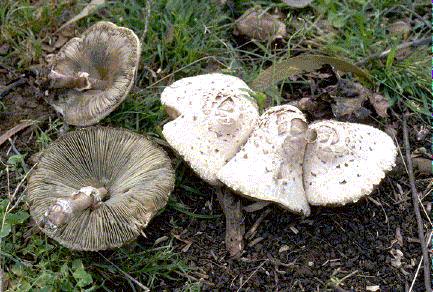 30 O gênero Chlorophyllum Estes fungos são encontrados em solo de campos, apresentando píleo grosso, muito