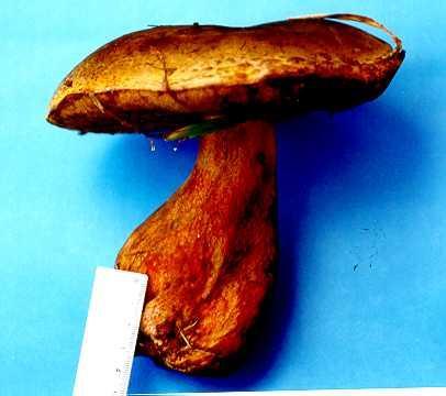 O gênero Gyrodon 35 Vários outros fungos com poros ou tubos embaixo do