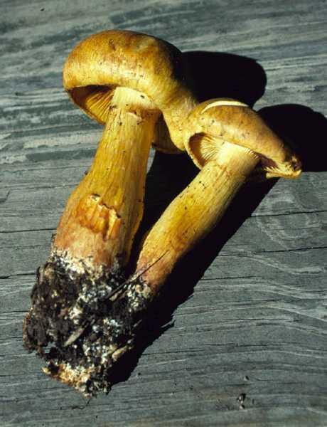 36 O gênero Gymnopilus Estes fungos são encontrados em madeira, em geral restos de eucalipto, às vezes na base de árvores ainda vivas e neste caso Gymnopilus