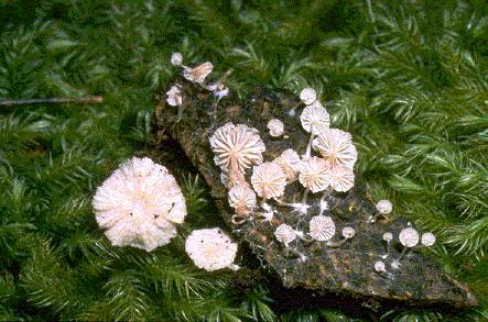 O gênero Entoloma 37 Fungos deste