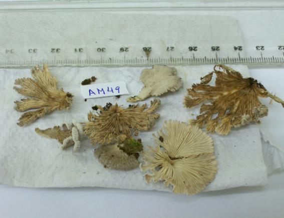 O gênero Schyzophyllum 43 Fungos deste gênero têm píleo cabeludo (piloso),