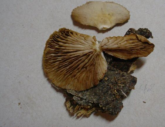 44 O gênero Crepidotus e Melanotus Estes cogumelos