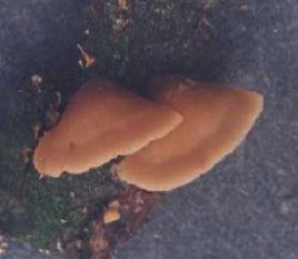 O gênero Lentinellus 45 Fungos deste gênero fixam-se lateralmente ao substrato,