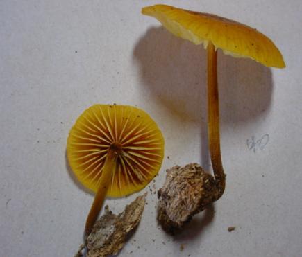 Isto acontece com Xeromphalina tenuipes, um fungo de uma combinação de amarelo e laranja que impressiona,